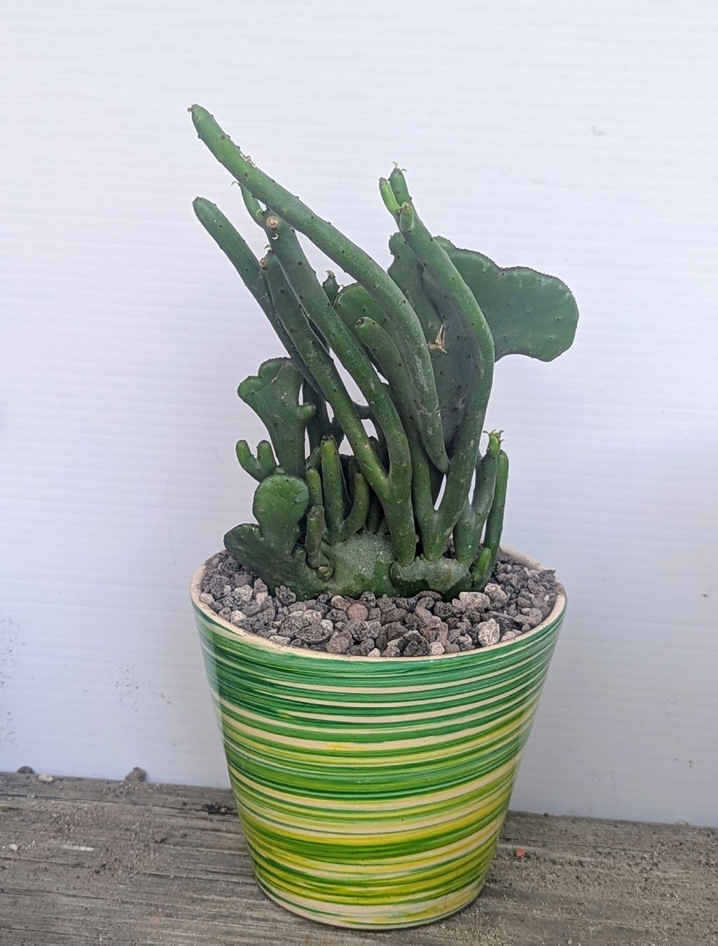 Pflanzen & Samen: Euphorbia leucodendron cristata  – Gebraucht aus Comano von che_8lc2 1