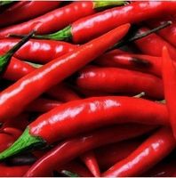 Ab 5.- fr 20 SAMEN CHILI ROT HOT SCHARF GRAINES SEMI‪‪‪‪‪‪‪‪