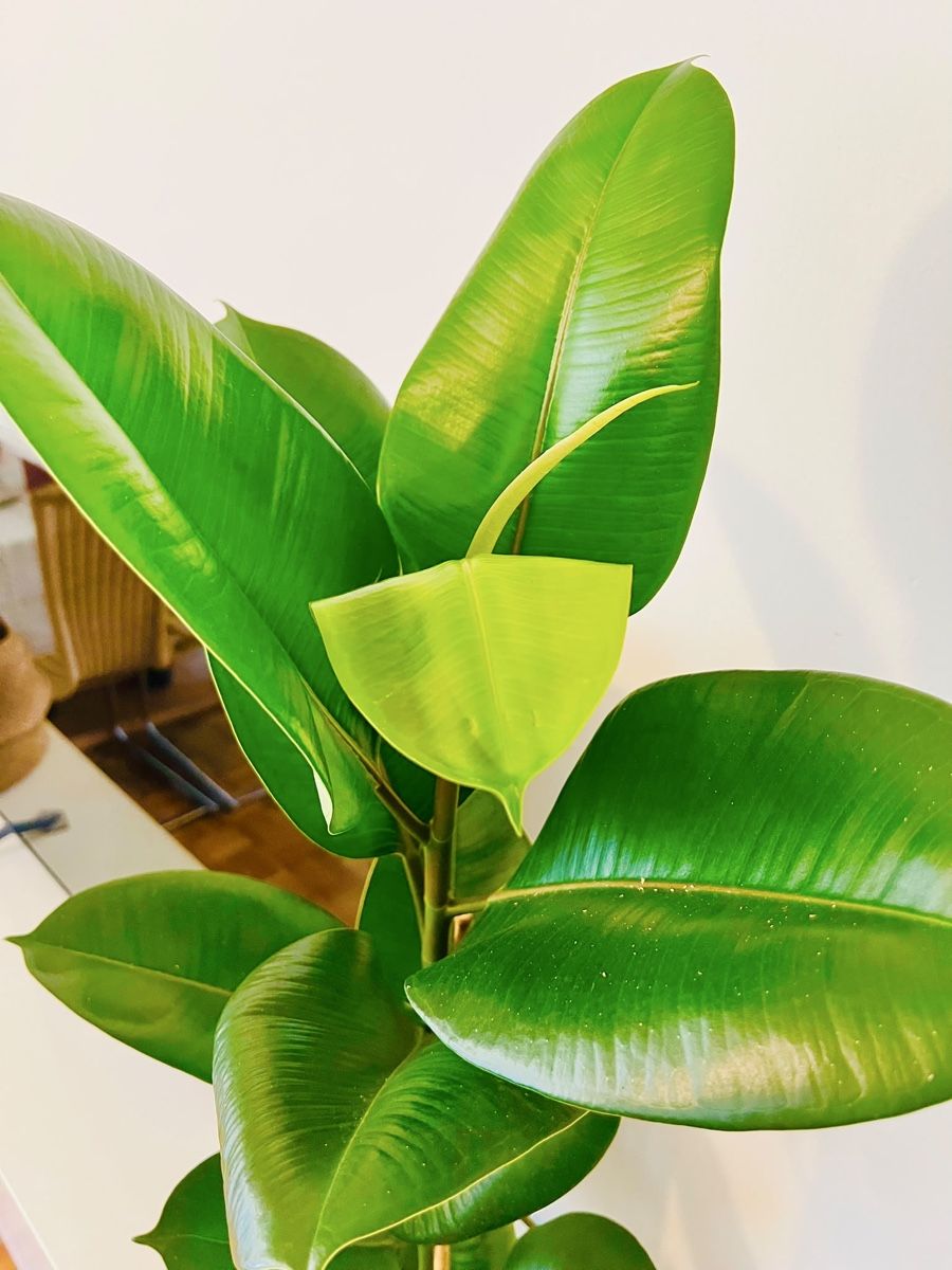 Pflanzen & Samen: Ficus Elastica Pflanze mit schwarzem Topf – Gebraucht aus Gerlafingen von naj_vj8s 1