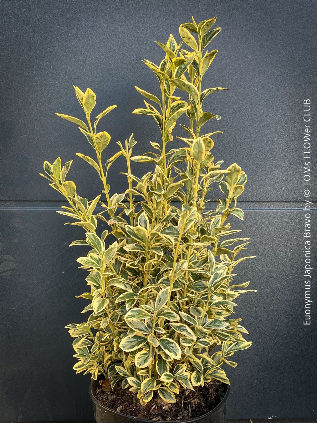 Pflanzen & Samen: Euonymus Japonicus ‘Aureus’ oder 'Bravo' - immergrün – Neu und originalverpackt aus Adliswil von TAKEYOURPLANT 7