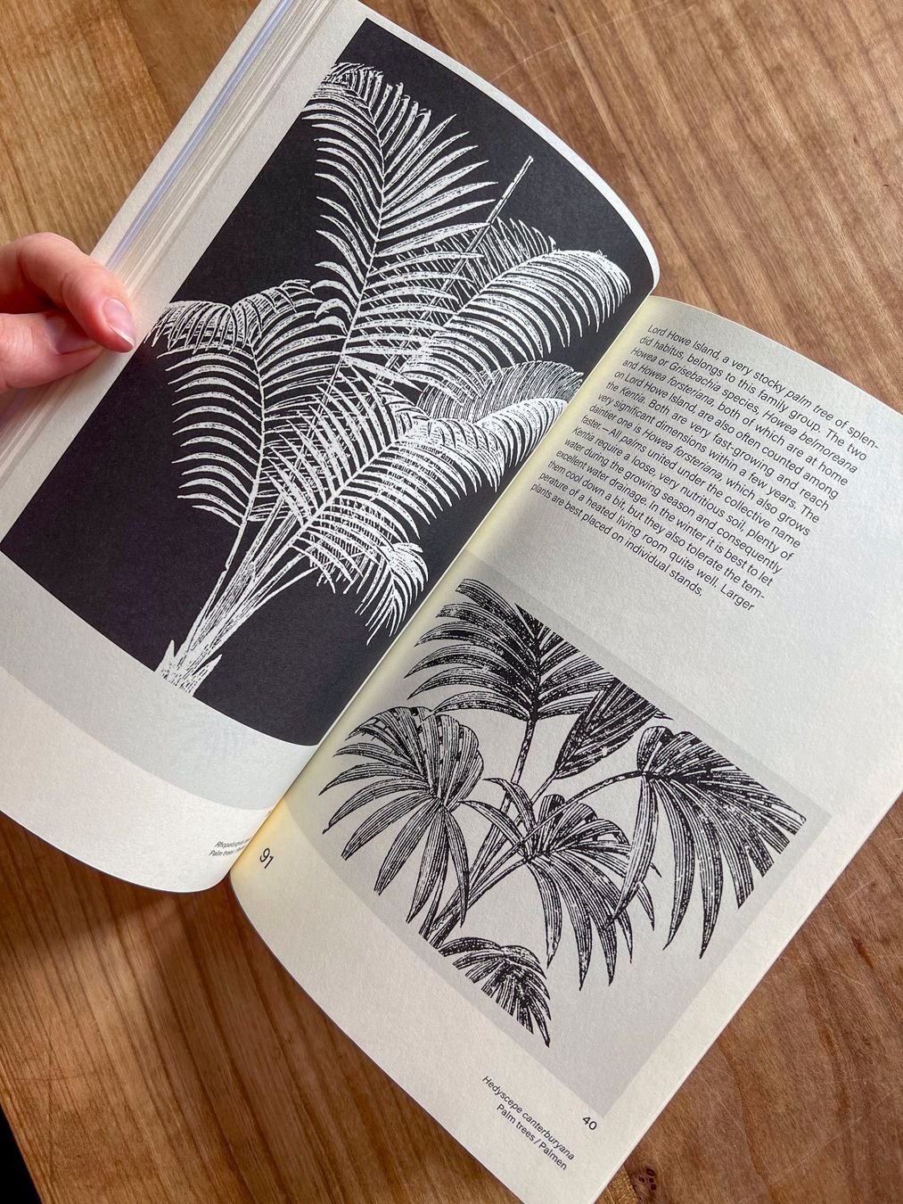Libri: "Leafy House Plants" Buch, Udo Dammer – Usato da Winterthur venduto da Ael_ 1