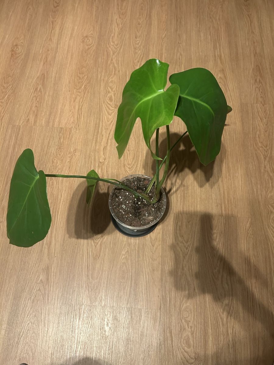Piante & sementi: Monstera Deliciosa Nr.2 – Usato da Luzern venduto da ITnoah 2