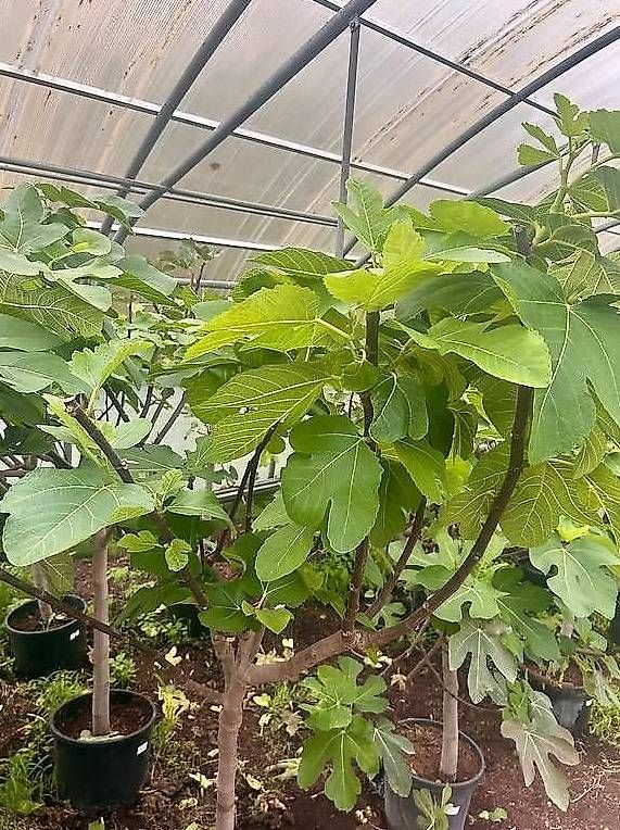 Pflanzen & Samen: Feigenbaum Gr. L – Neu und originalverpackt aus Zuckenriet von Thur_Plant 2