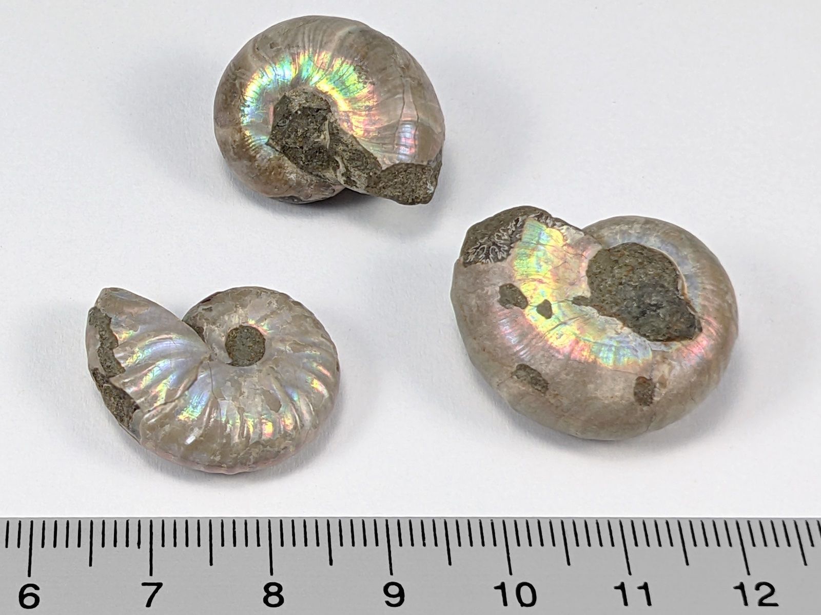 Fossili: Schillernde Regenbogen Ammoniten ca.24mm, 3Stk. – Nuovo e nell'imballaggio originale da Meilen venduto da StoneGarden 1