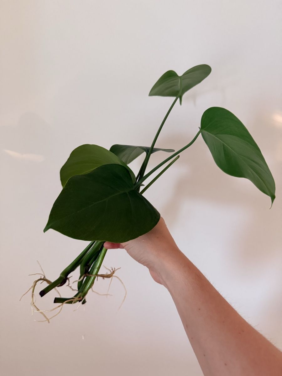 Pflanzen & Samen: Monstera deliciosa cuttings – Neu (gemäss Beschreibung) aus Zürich von gom_zxb8 1