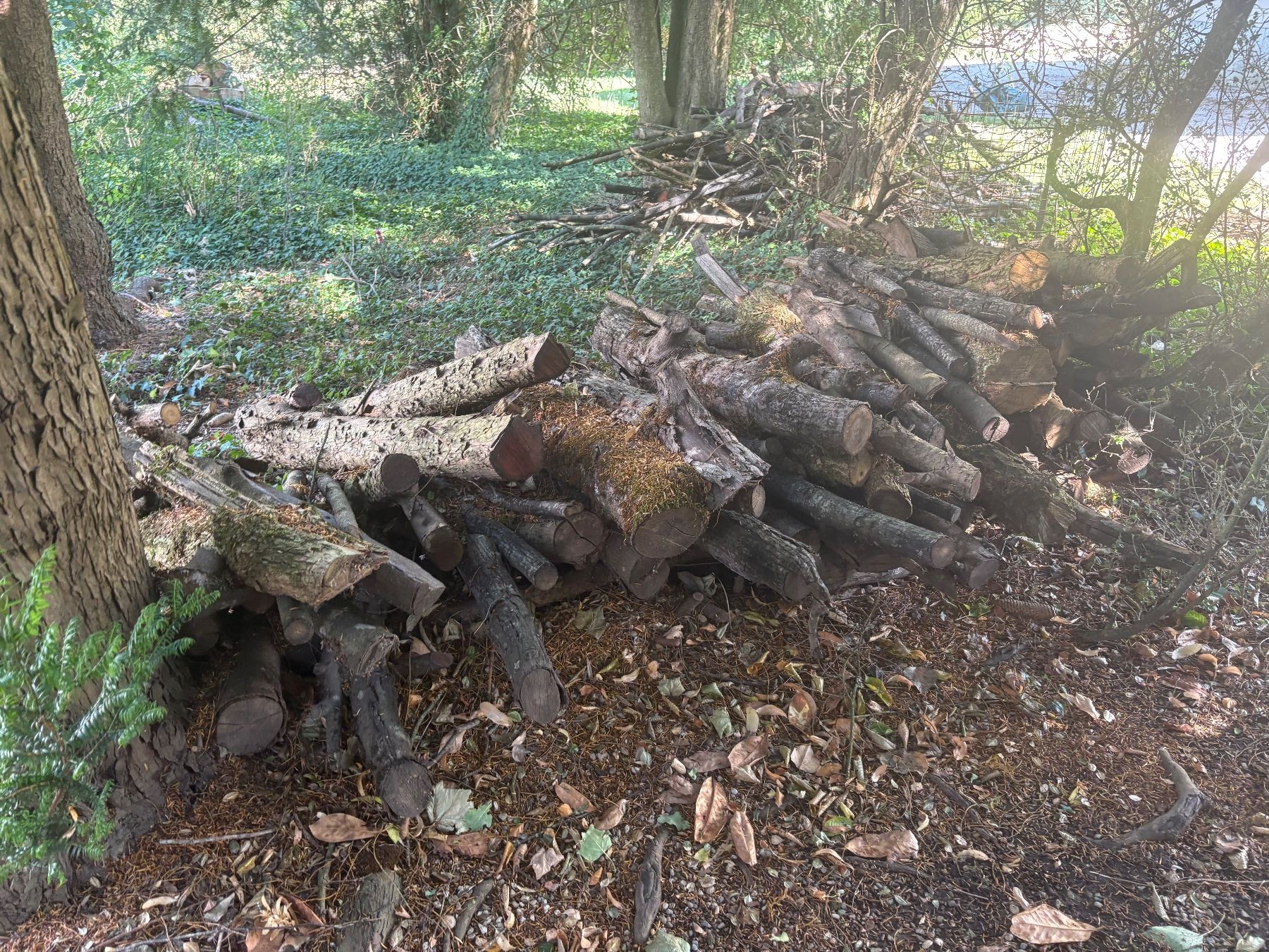 Holzartikel: 1 a 2 qm3 a donner – Gebraucht aus Signy von sebastian059 1