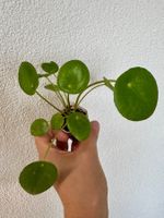 Pilea peperomioides plant - Chinese Money Plant 🌱💰!