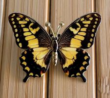 Pin Schmetterling