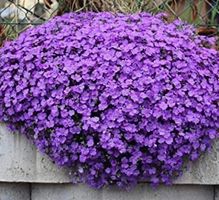 Ab 5.-fr 20 SAMEN LILLA AUBRIETIA BLAUKISSEN TEPPICHPFLANZE‪