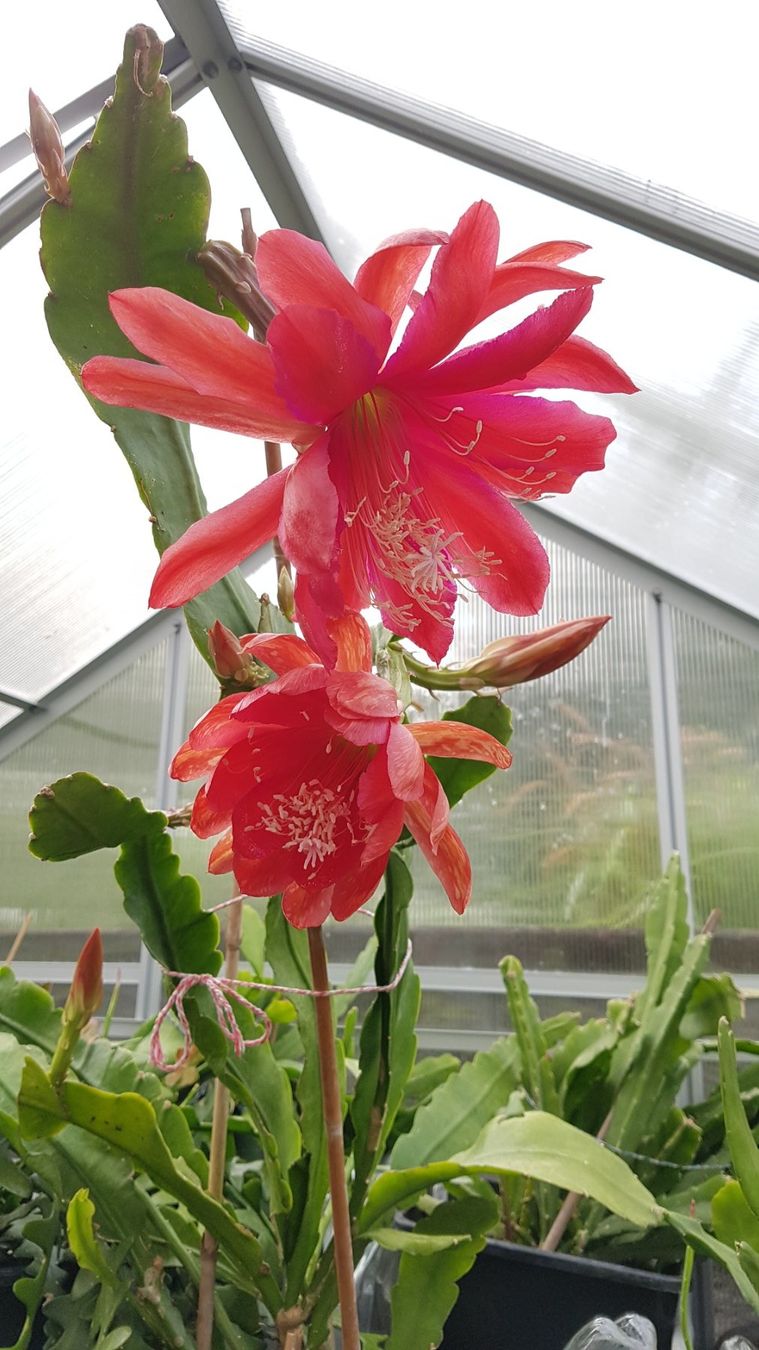 Epiphyllum Gloriosum Blattkaktus Orchideenkaktus Ableger (Gebraucht) in  Horw fr CHF 8  mit Lieferung auf Ricardo kaufen