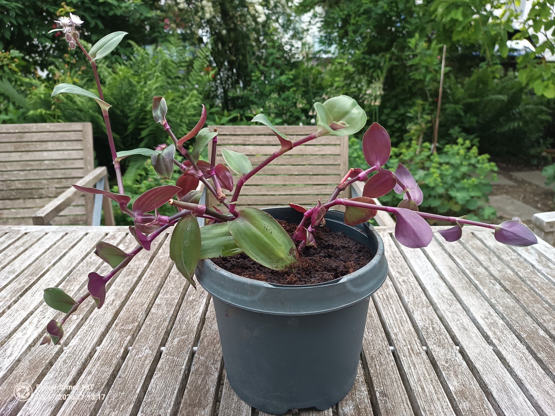 Piante & sementi: Tradescantia fluminensis-Variante – Usato da Winterthur venduto da Kristiinag 6