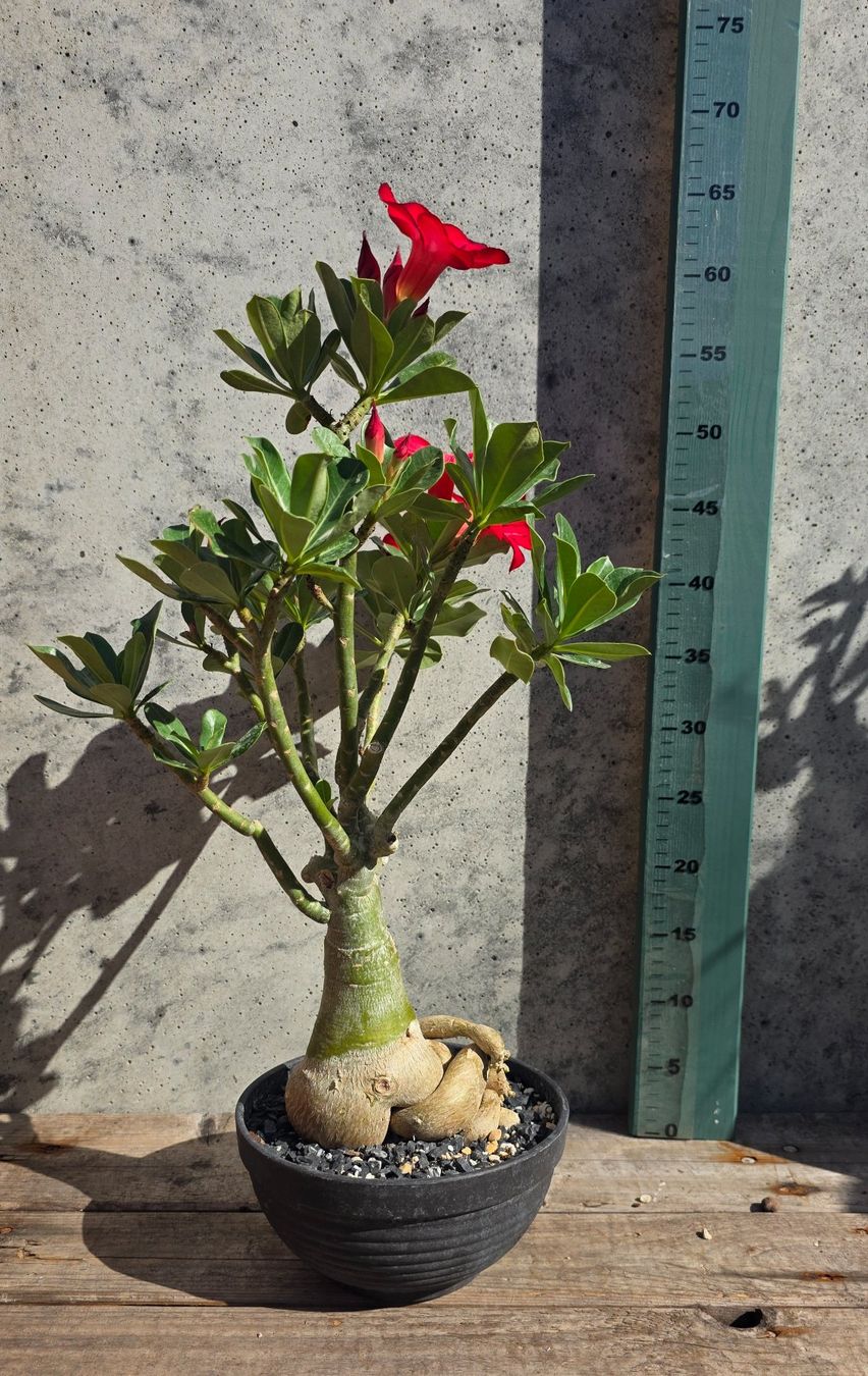 Piante & sementi: Adenium Obesum Rot / Wüstenrose – Nuovo (secondo la descrizione) da St.Erhard venduto da Plumilandschweiz 3