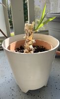 Pflanze Yucca-Palme im Topf mit neuen Trieben
