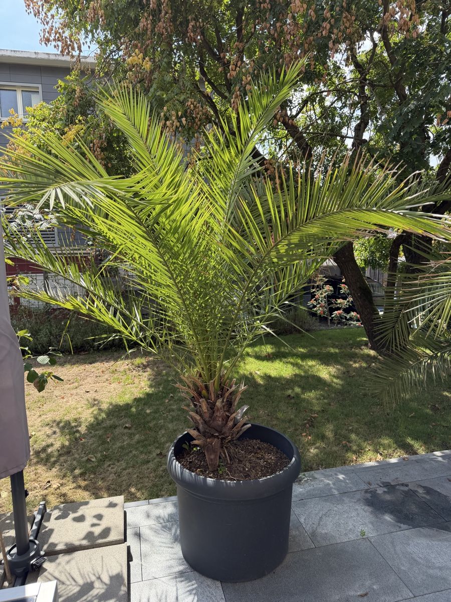 Piante & sementi: Palme – Usato da Zug venduto da brucor 1
