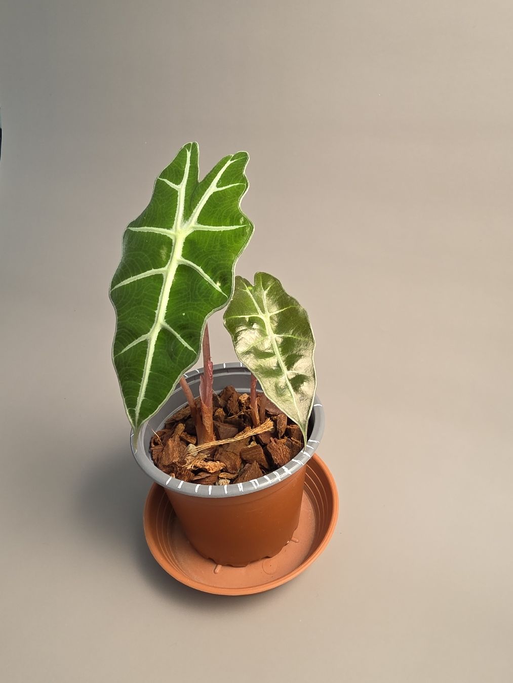 Piante & sementi: Alocasia polly #2 – Nuovo (secondo la descrizione) da Gerolfingen venduto da Azora