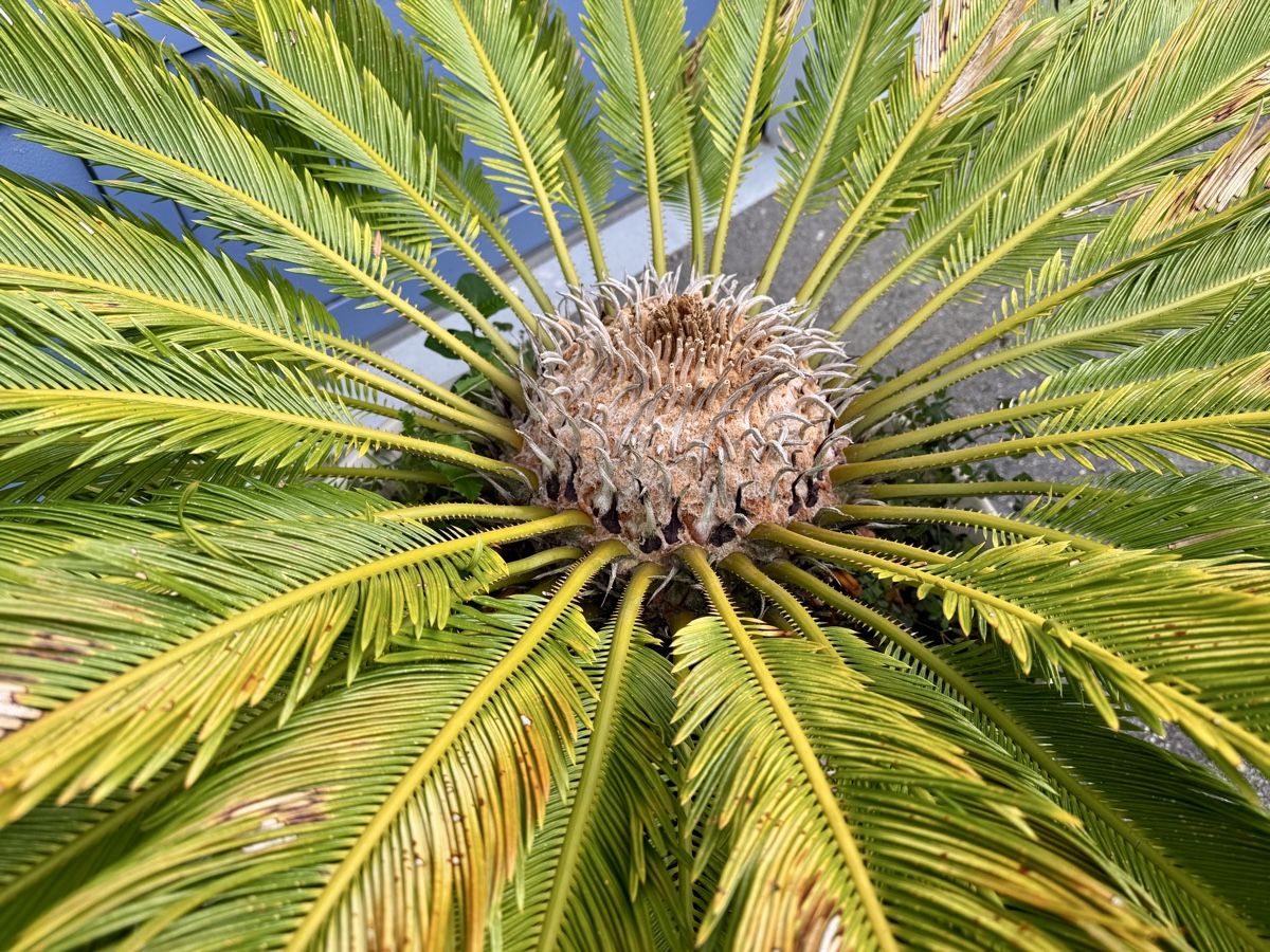 Piante & sementi: Ananas Palme – Usato da Matzendorf venduto da Glubsch 3
