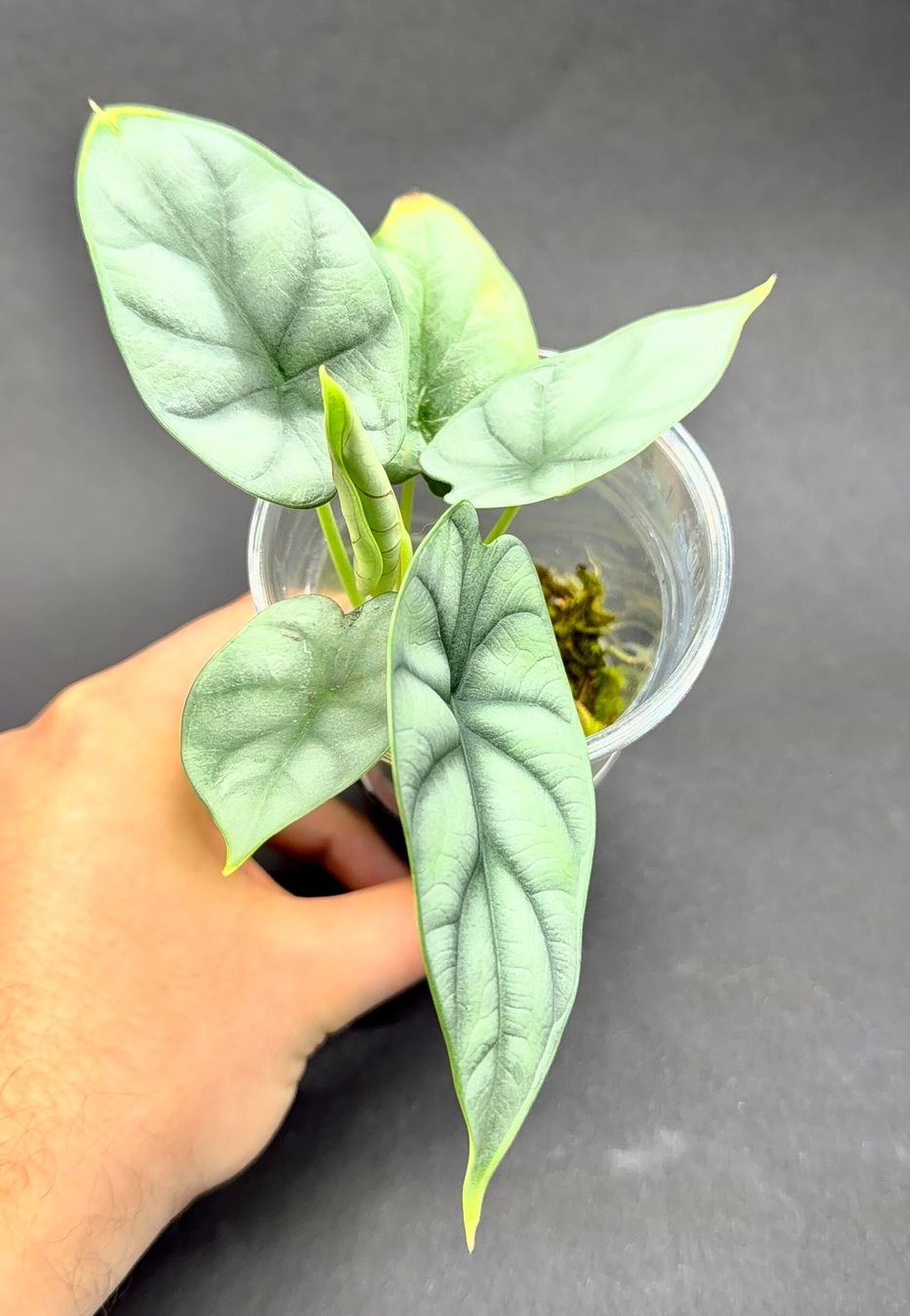 Piante & sementi: 🌿 Alocasia 'Silver Dragon' #1 – Usato da Zürich venduto da jpquast 1