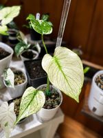 🌱 Monstera Mint Variegata  🌱