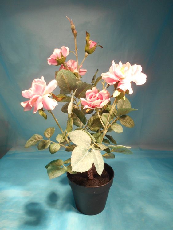 Rosen im Topf, lila, IKEA, H; 47cm Kaufen auf Ricardo