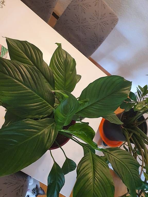 Pflanzen & Samen: Spathiphyllum – Gebraucht aus Schliern b.Köniz von Nalsa 1