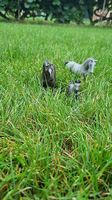Cheval Schleich 