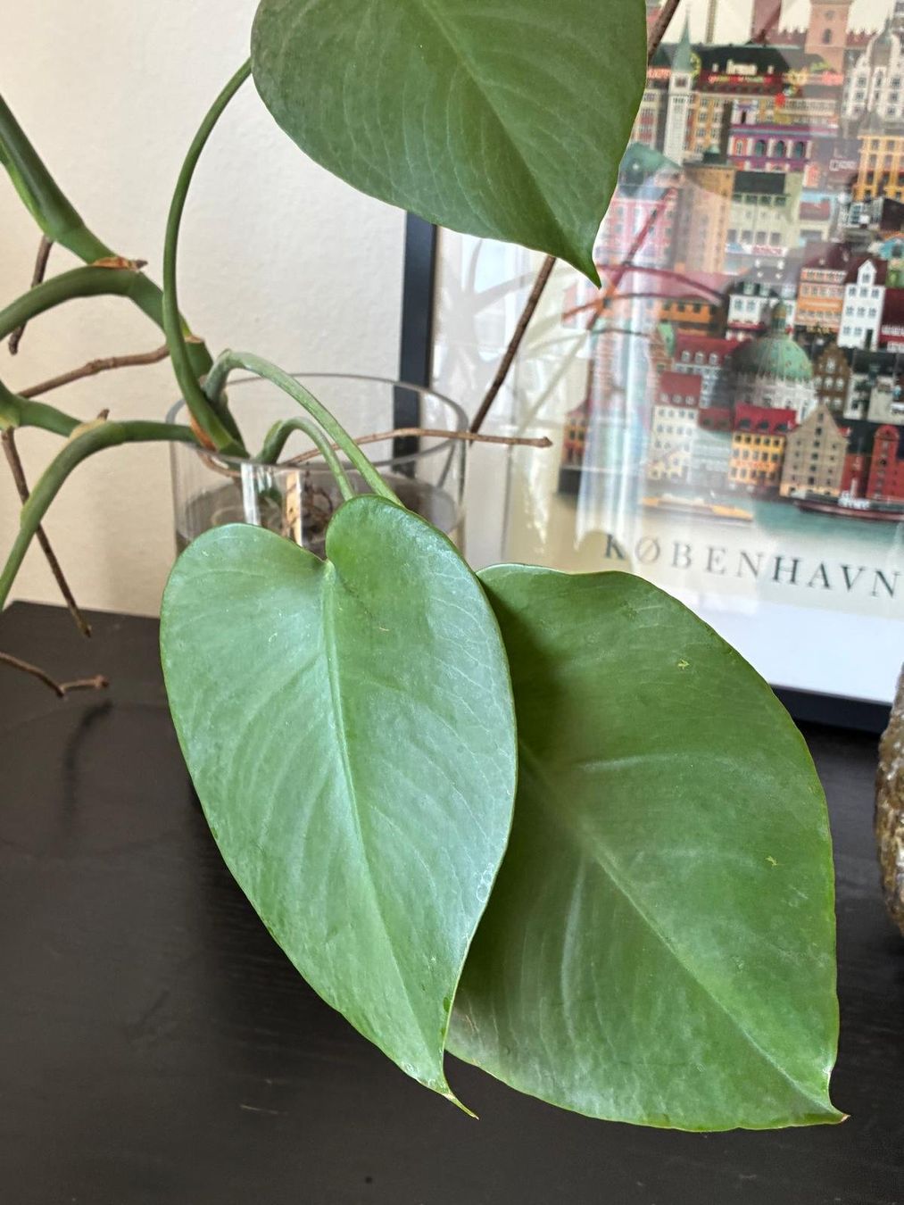 Pflanzen & Samen: Hydroponic Monstera mit Glas vase – Gebraucht aus Basel von sho_lfd6 3