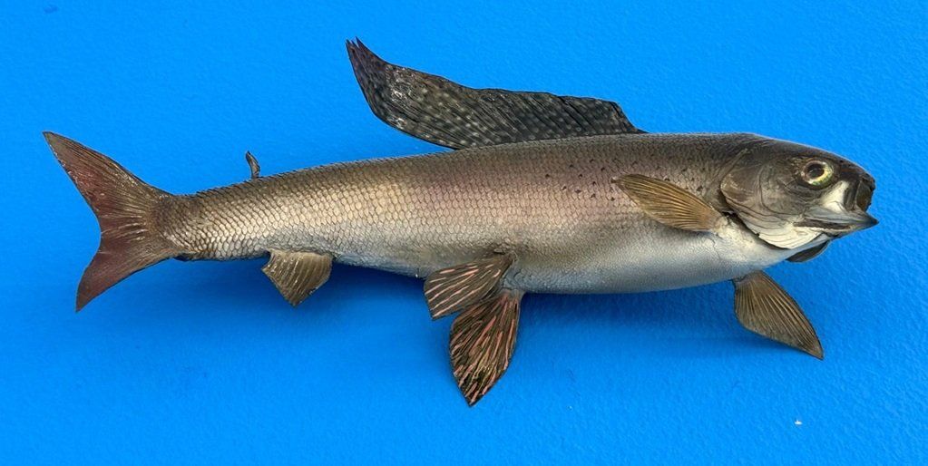 Welt der Tiere: Trophäe Aesche – Gebraucht aus Allschwil von Flupis 1
