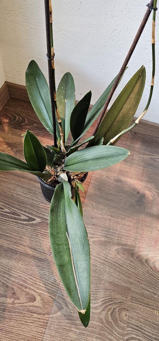 Piante & sementi: Orchidee Psychopsis Mariposa – Usato da Jona venduto da Smurnaya 4