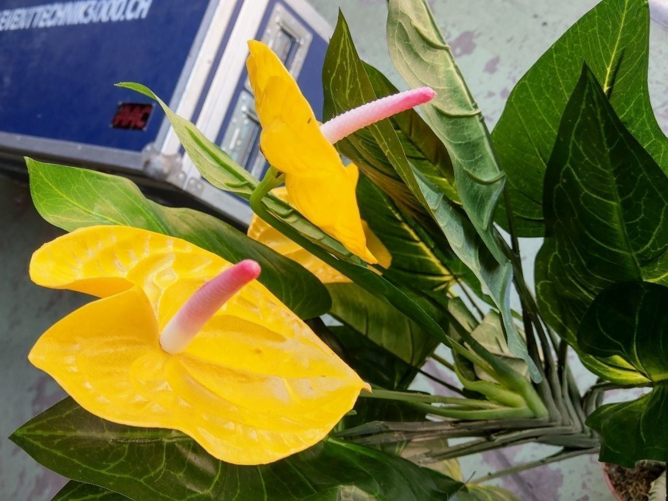 Piante & sementi: Decoflower Anthurium mit gelben Blüten 120cm – Nuovo (secondo la descrizione) da Däniken SO venduto da Profog1 1