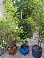 3 Terrassenpflanzen in Tontöpfen