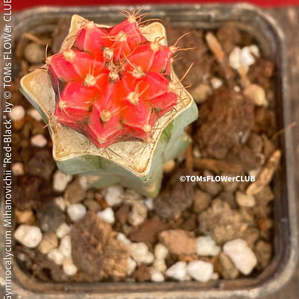 Piante & sementi: Gymnocalycium Mihanovichii "red-black" - veredelt – Nuovo e nell'imballaggio originale da Adliswil venduto da MarkyForest 3