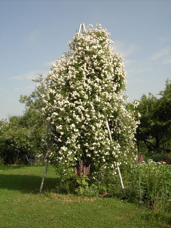 Rosenpyramide für Ramblerrosen (Gestell ohne Pflanzen) Kaufen auf Ricardo