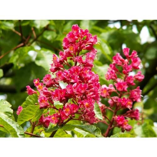 Piante & sementi: Marronnier à fleurs rouges  15-20cm – Nuovo (secondo la descrizione) da Bremblens venduto da FIBONACCI369