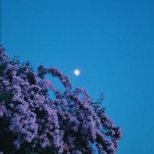 Profile image of Fruehe