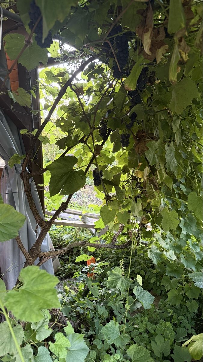 Pflanzen & Samen: Traubenbaum – Gebraucht aus Root von Jana_Ma 1