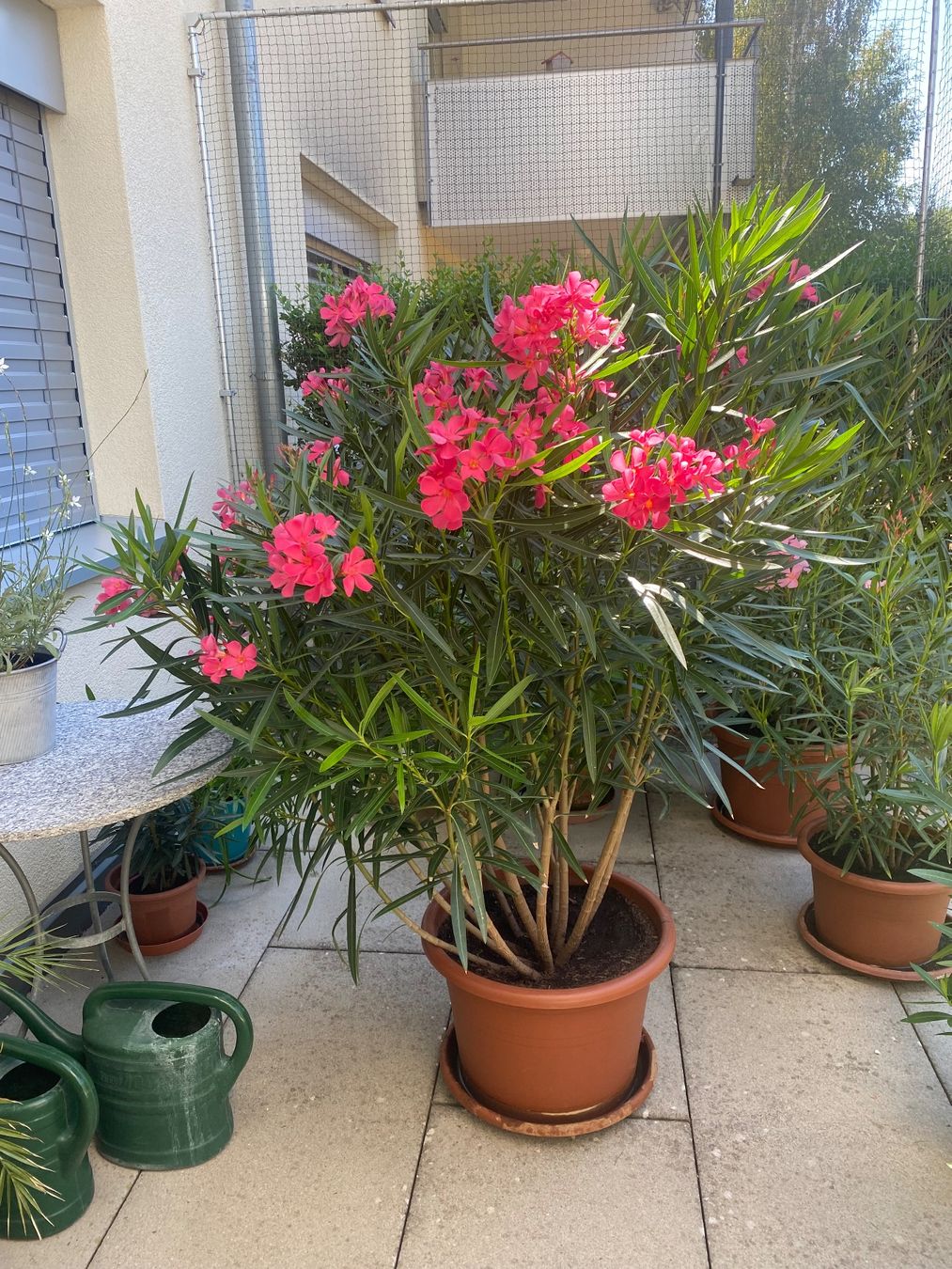 Piante & sementi: Oleander pink-rosa, Höhe 170 cm – Nuovo (secondo la descrizione) da Alchenflüh venduto da smart- 2