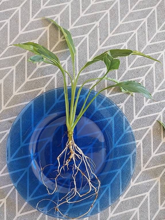 Piante & sementi: Spathiphyllum delhi tricolor – Usato da Schwaderloch venduto da bademeister79