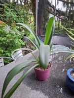 Große Clivia 64 cm hoch. 70 cm breit Zimmerpflanze old money