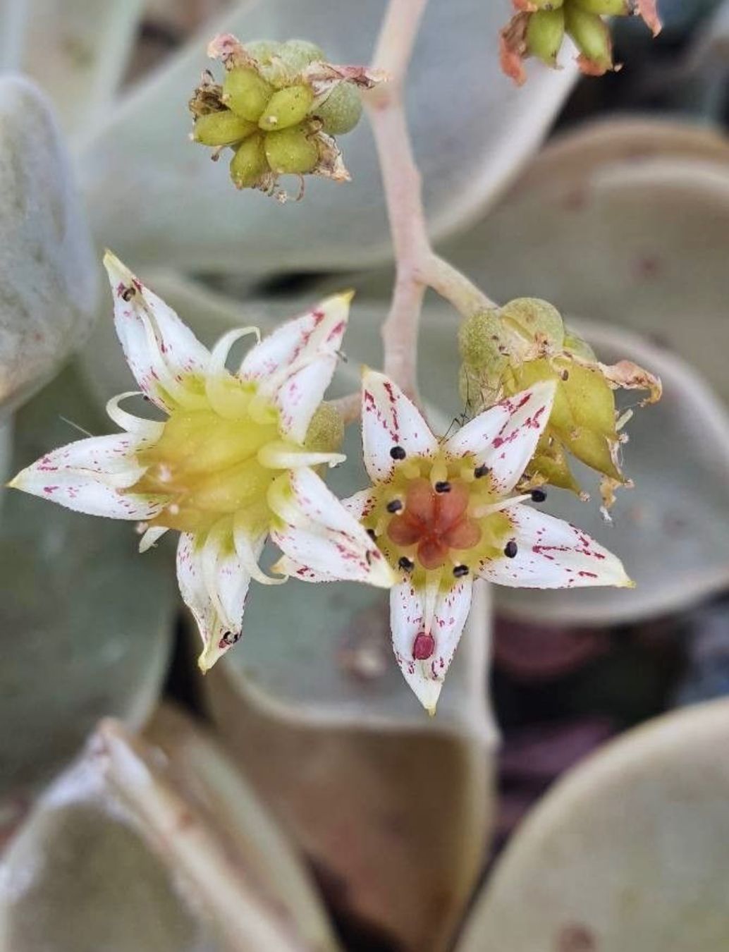 Piante & sementi: GRAPTOPETALUM - FELSENROSE - GHOST PLANT – Nuovo (secondo la descrizione) da Buchs AG venduto da fischli610 4