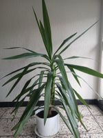 Large Yucca plant 130cm tall