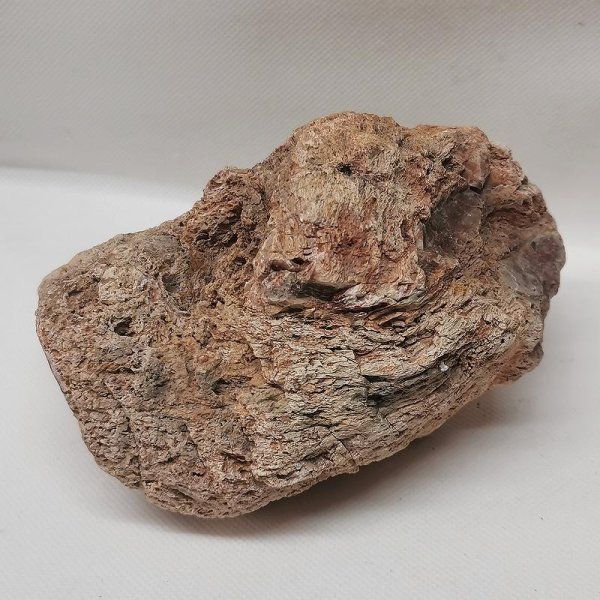 Fossili: Versteinertes Holz Madagaskar – Nuovo (secondo la descrizione) da Walenstadt venduto da vkt_qc8d 2