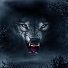 Profile image of Krull77