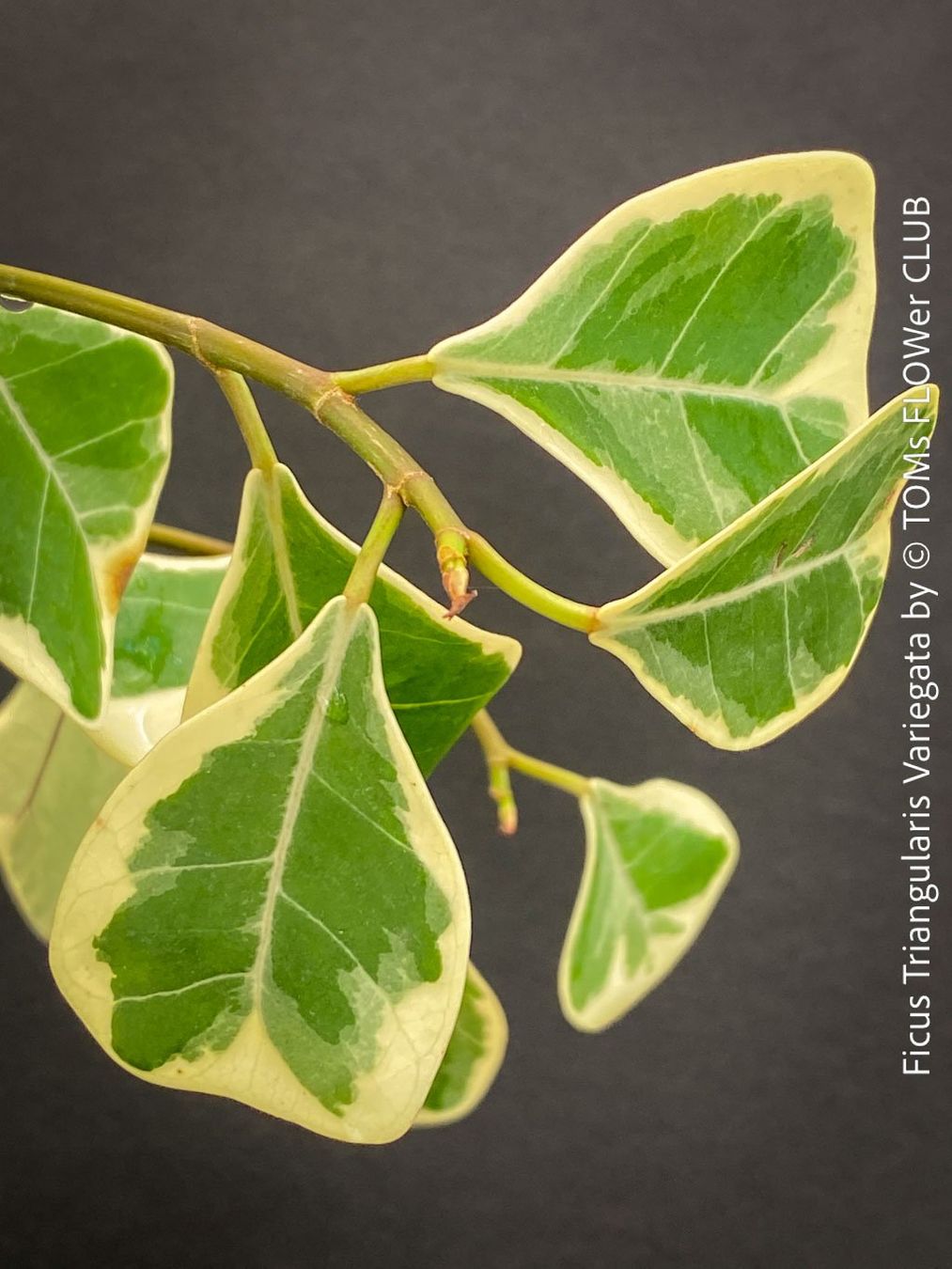 Pflanzen & Samen: Ficus Triangularis Variegata - einzigartige Dreiecksfeige – Neu und originalverpackt aus Adliswil von astom369 4