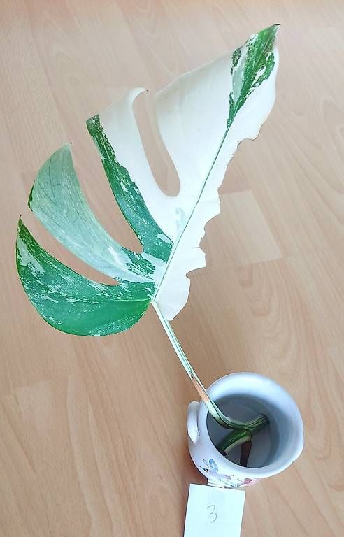 Piante & sementi: Monstera Deliciosa Albo Variegata 3. – Nuovo (secondo la descrizione) da Ebnat-Kappel venduto da Zearara 3