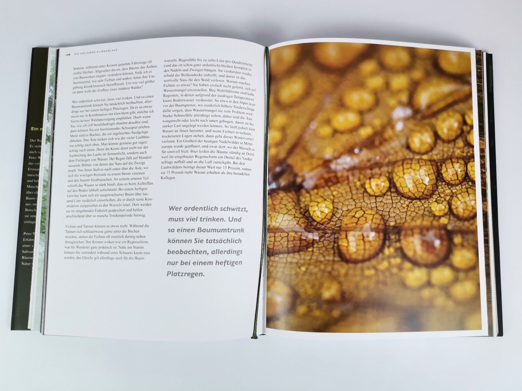 Libri: BUCH Das geheime Leben der Bäume – Usato da Schaffhausen venduto da Restwert_SH 6