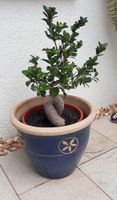 BONSAI Ficus Gingseng (Chinesische Feige)