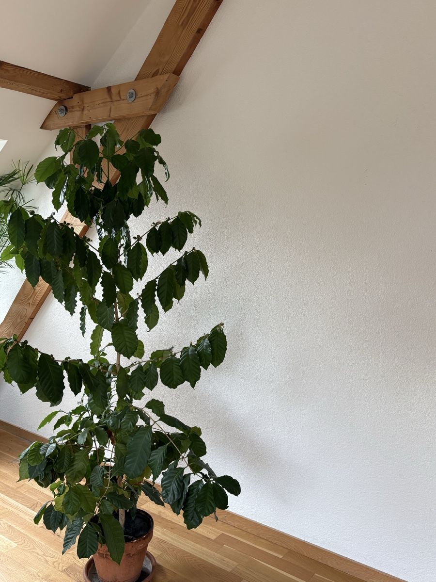 Plantes & graines: Kaffepflanze / Kaffebaum mit wachsenden Kaffebohnen – D'occasion à Zürich par anteabantea 2