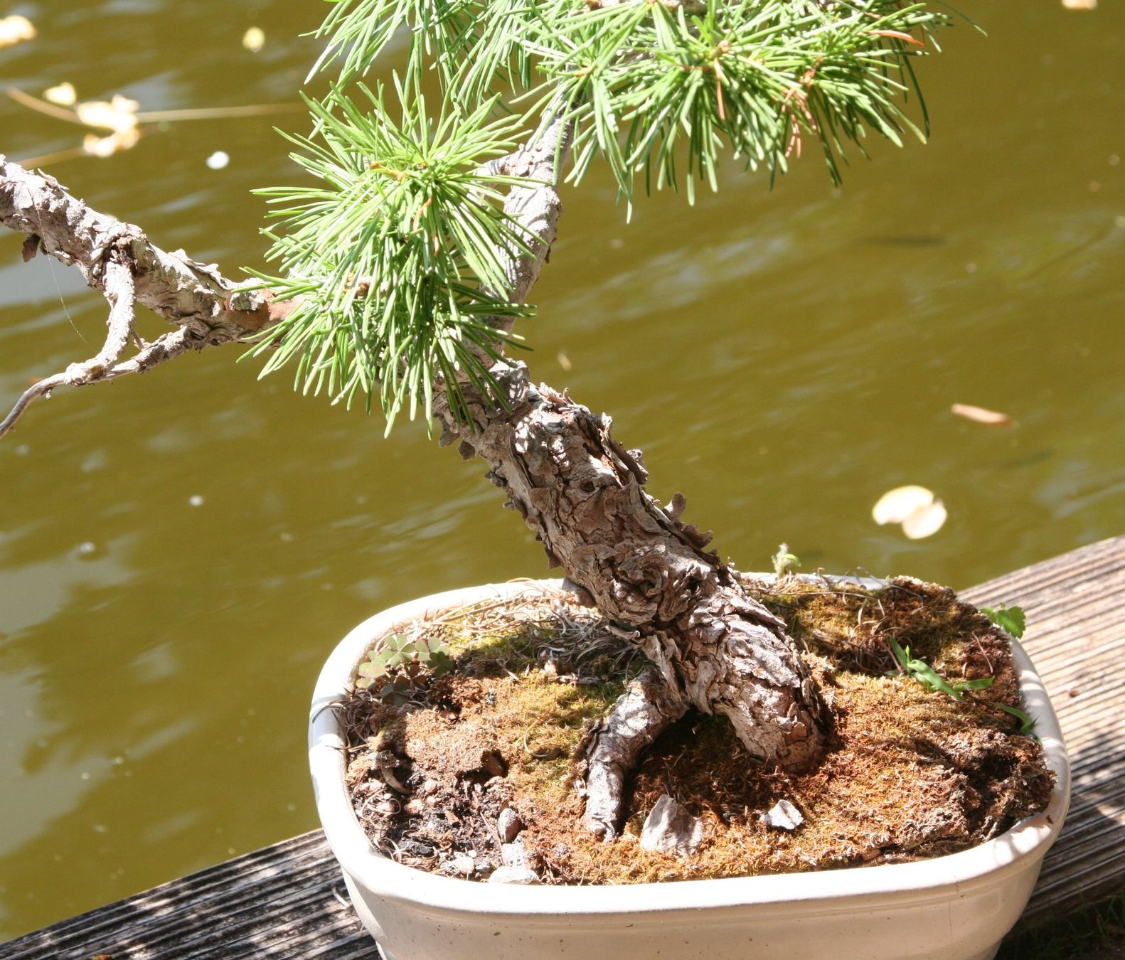dracena massangeana ikea Massangeana Dracaena