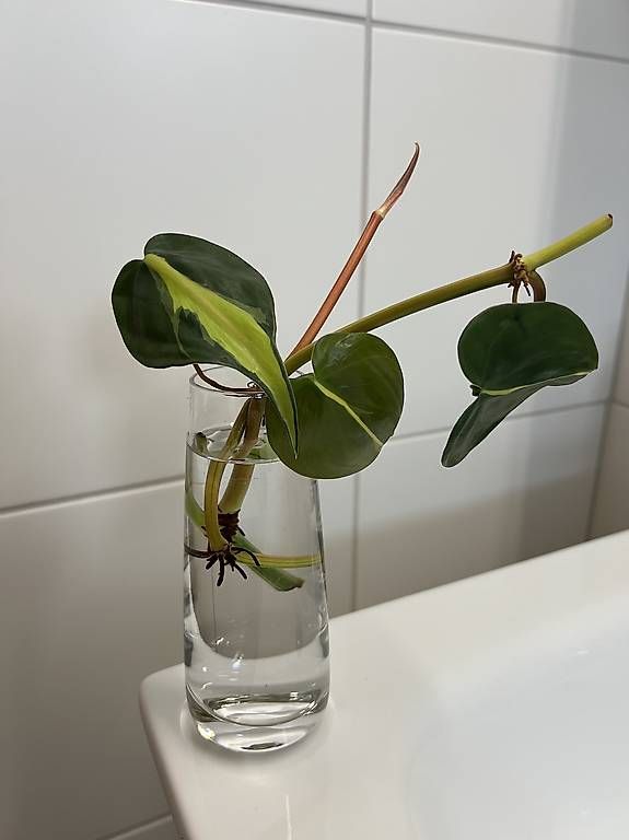 philodendron erubescens red Philodendron Imperial Red (Philodendron Erubescens) main image 0