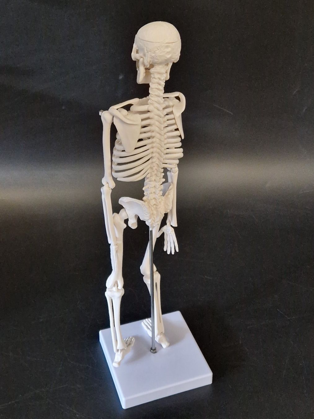 Kit di modellismo & Modellini statici: Anatomie Skelett (klein) – Usato da Muhen venduto da Restwert_Muhen 1